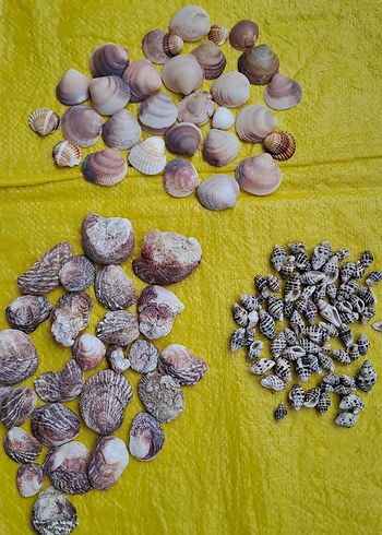 3 çeşit deniz kabukları - Görsel 7