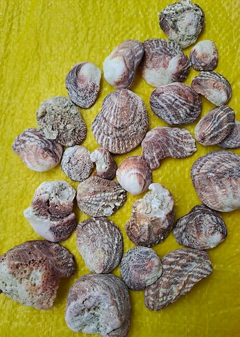 3 çeşit deniz kabukları - Görsel 2