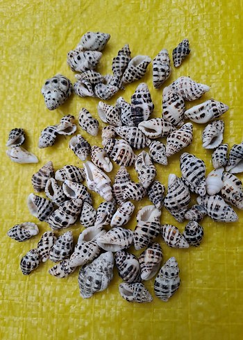 3 çeşit deniz kabukları - Görsel 4