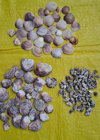 3 çeşit deniz kabukları - Görsel 6