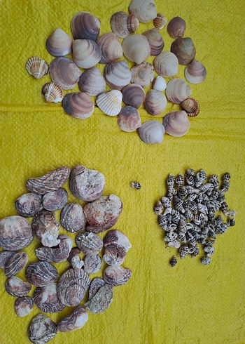 3 çeşit deniz kabukları - Görsel 5