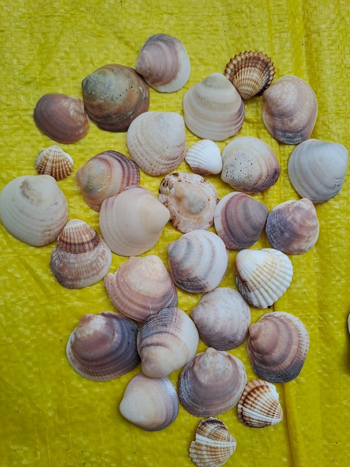 3 çeşit deniz kabukları - Görsel 3