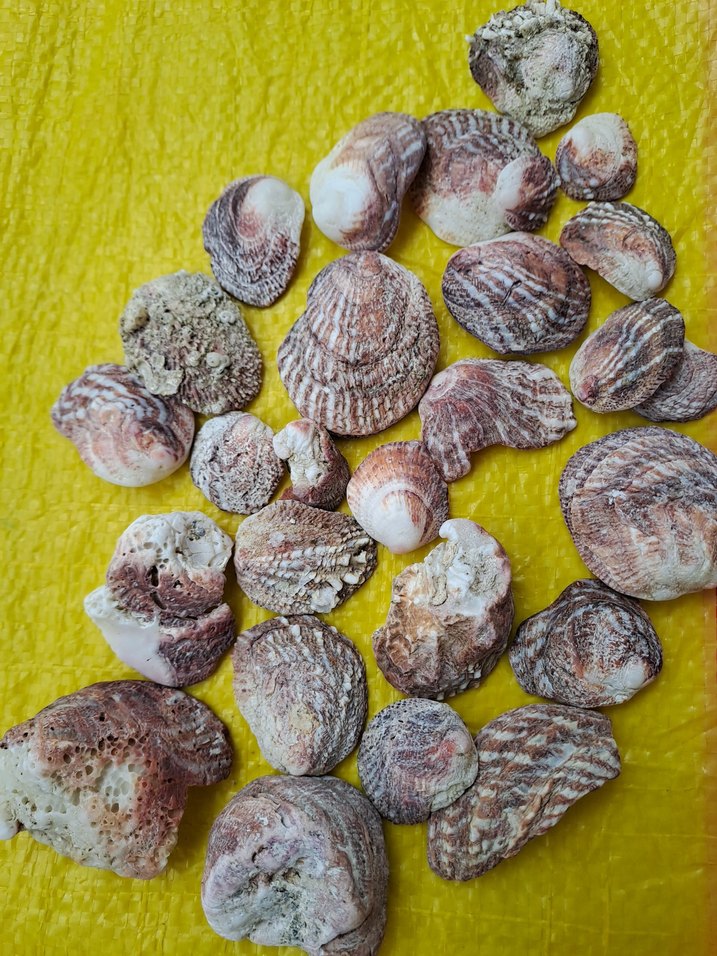 3 çeşit deniz kabukları - Görsel 2