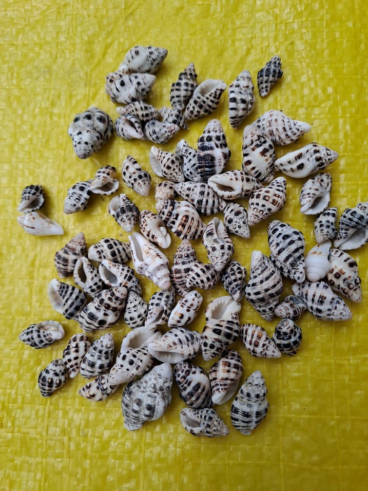 3 çeşit deniz kabukları - Görsel 4