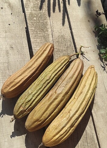 Lif kabaği ve tohumları  - Görsel 5