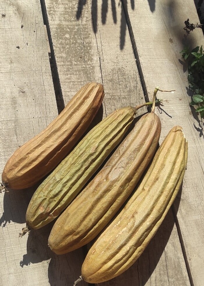 Lif kabaği ve tohumları  - Görsel 5