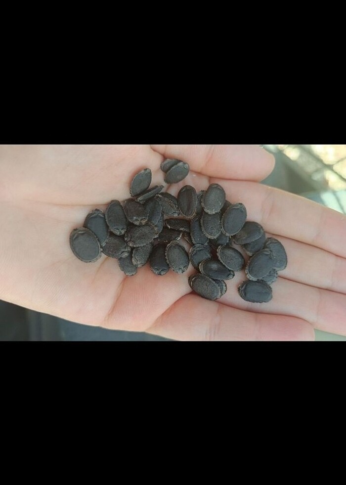 Doğal kabak lifi  - Görsel 5