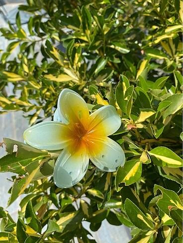 Aloha Çiçekli Toka