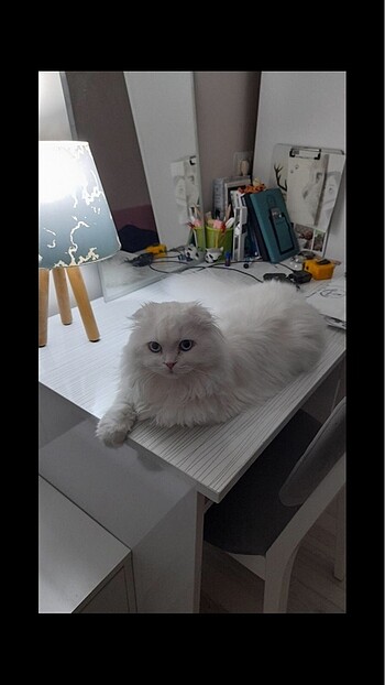 Hamza mert