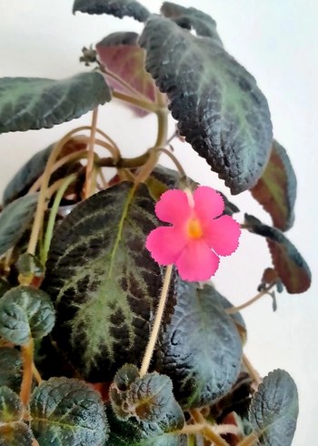 Koyu Yapraklı Pembe Çiçekli Ev Bitkisi