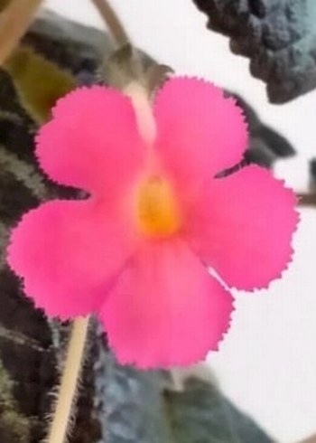 Canlı Pembe episkiya Çiçeği