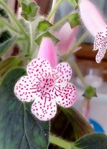  Beden Kohleria 