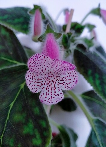 Kohleria Jessica 