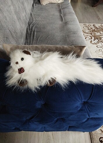Kedi 