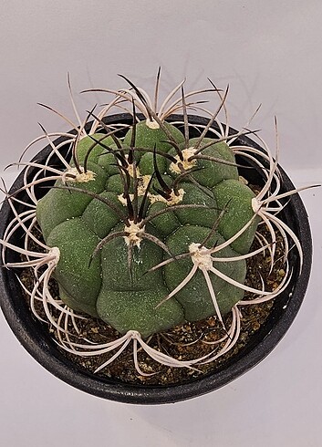 Gymnocalycium Saglionis