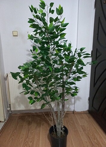 Diğer Yapay ficus benjamin ağaç 160 cm boyunda 