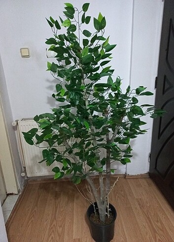  Beden yeşil Renk Yapay ficus benjamin ağaç 160 cm boyunda 