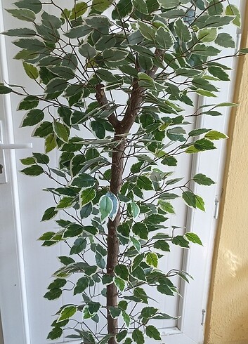  Beden Yapay ficus benjamin starlight ağaç 170 cm boyunda 