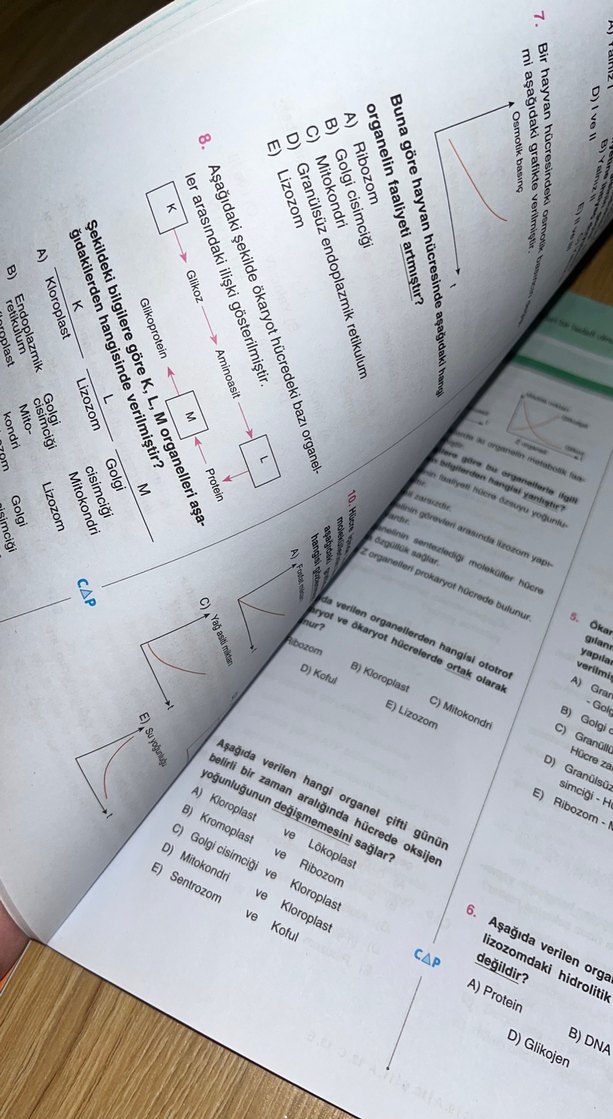 Çap yayınları 9.sınıf 2 fasikül bir arada - Görsel 3