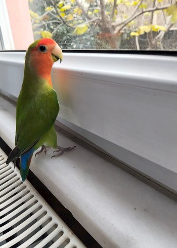 Eğitilmiş Muhteşem Renklere Sahip Satılık Cennet Papağanı - Görsel 2