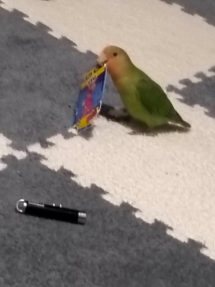 Eğitilmiş Muhteşem Renklere Sahip Satılık Cennet Papağanı - Görsel 3