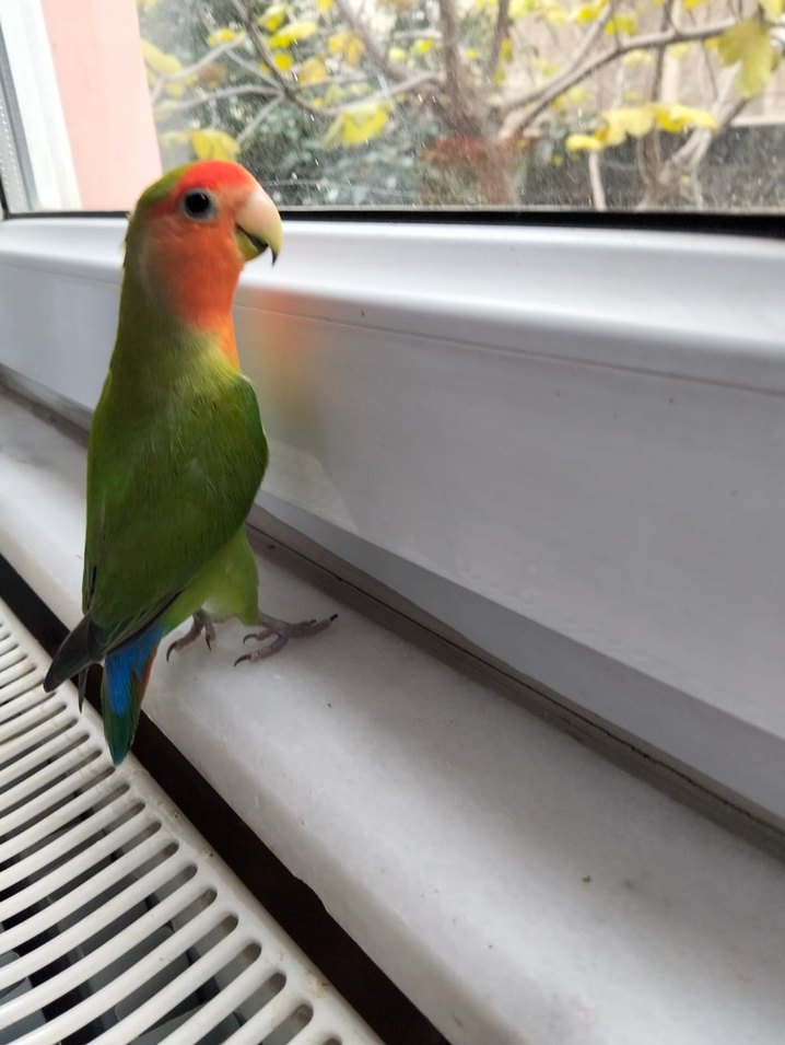 Eğitilmiş Muhteşem Renklere Sahip Satılık Cennet Papağanı - Görsel 2