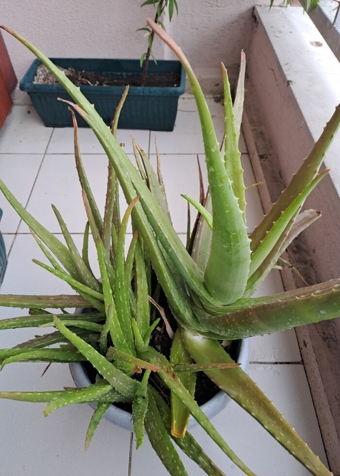 Aloe vera - Görsel 2