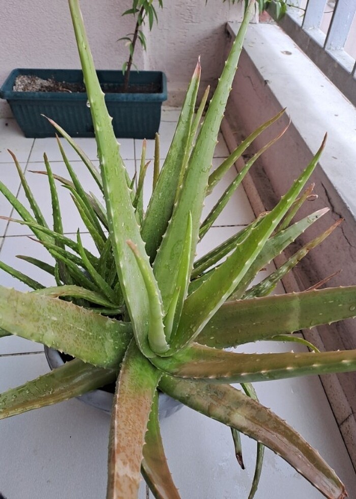 Aloe vera - Görsel 3