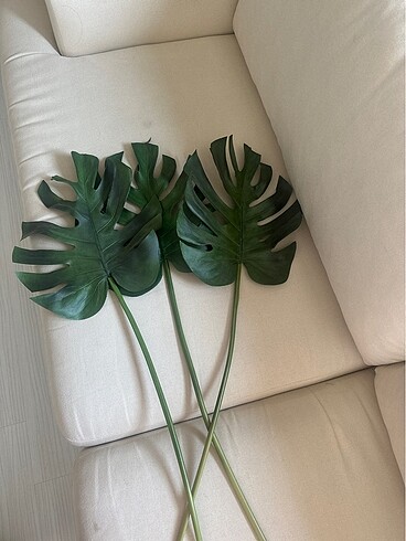 Monstera Paşabahçe marka