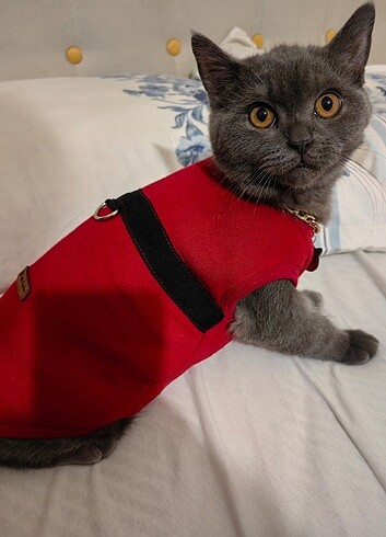 KEDİ KIYAFETİ