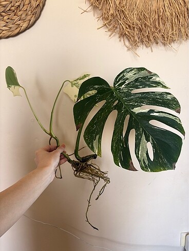 Özel ilan Monstera albo variegata çelik