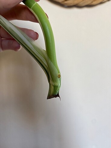  Monstera albo variegated tepe çelik beyaz devetabanı
