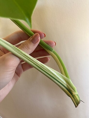  Beden Renk Monstera albo variegated tepe çelik beyaz devetabanı