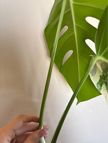  Beden Monstera albo variegated tepe çelik beyaz devetabanı