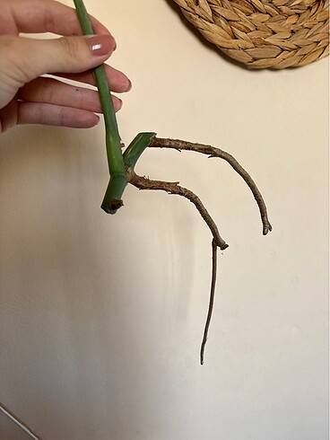 Çiçek Monstera albo variegated beyaz devetabanı