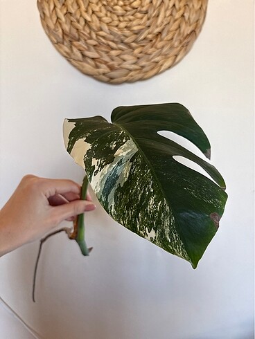 Monstera albo variegated beyaz devetabanı