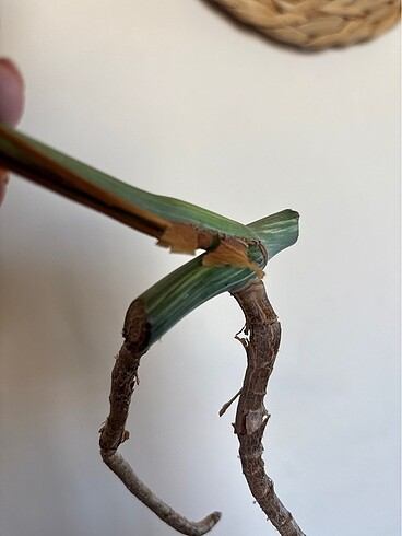 Beden beyaz Renk Monstera albo variegated beyaz devetabanı