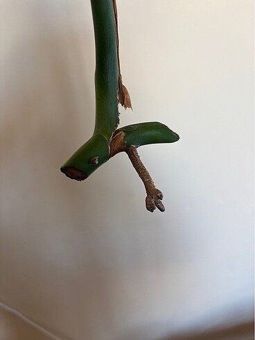  Monstera albo variegated beyaz devetabanı