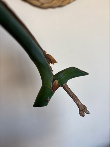  Beden Monstera albo variegated beyaz devetabanı