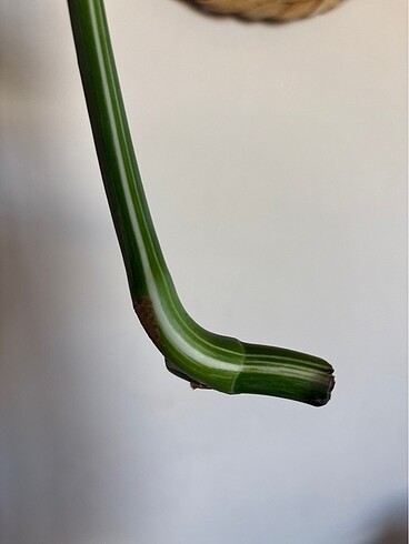  Beden Renk Monstera albo variegated beyaz devetabanı