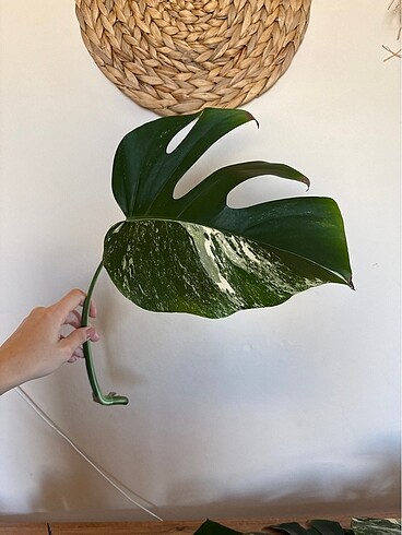 Monstera albo variegated beyaz devetabanı