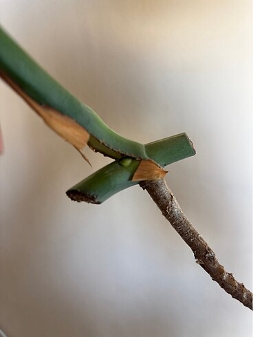  Beden Monstera albo variegated beyaz devetabanı