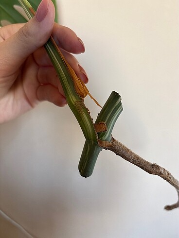 Çiçek Monstera albo variegated beyaz devetabanı