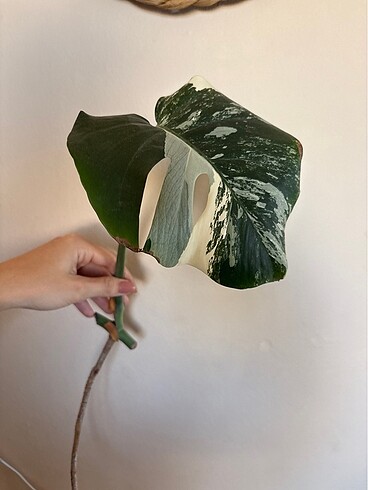Monstera albo variegated beyaz devetabanı