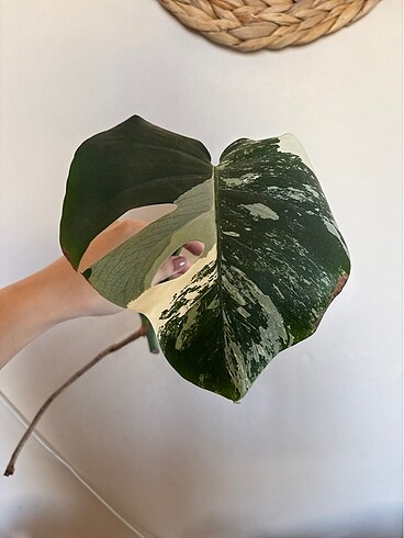  Beden beyaz Renk Monstera albo variegated beyaz devetabanı