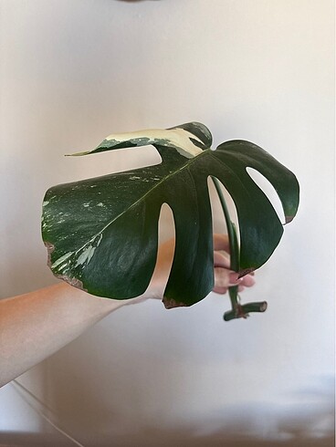 Monstera albo variegated beyaz devetabanı çelik