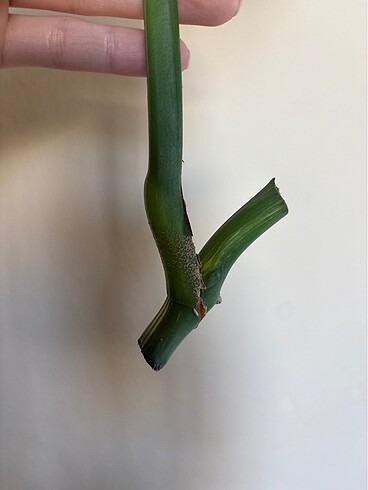 Beden Monstera albo variegated beyaz devetabanı çelik