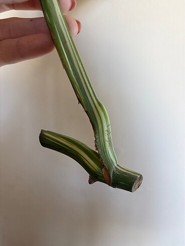 Zara Home Monstera albo variegated beyaz devetabanı çelik