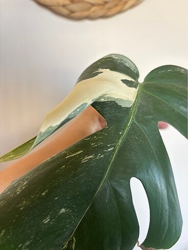 Beden beyaz Renk Monstera albo variegated beyaz devetabanı çelik