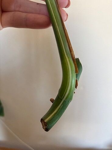  Beden Monstera albo variegated beyaz devetabanı çelik